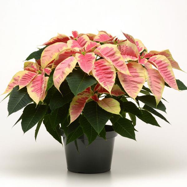 Marble Poinsettia